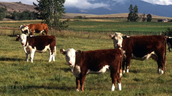 US Cattle Imports Slump 100% Amid Screwworm Fears